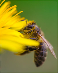 Пчела собирающая мёд