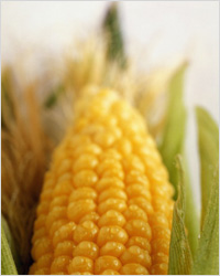 Что можно приготовить с кукурузой