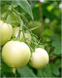 Технология выращивания и полезные свойства зелёные помидоры