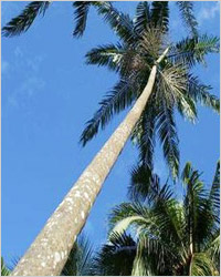 пальма асаи