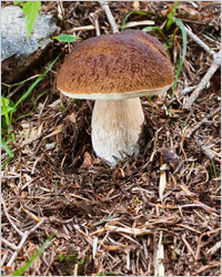 белые грибы