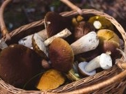 Лучшие лесные грибы для готовки