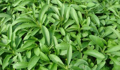 трава stevia