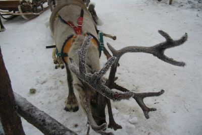 Стейк из оленей Санты