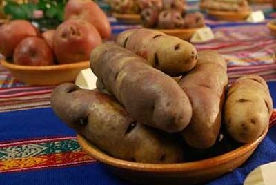 Лучший картофель сохранён для потомков