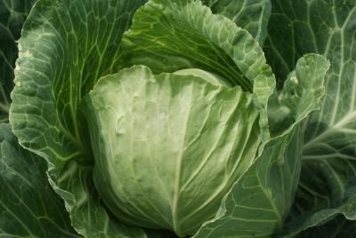 Продукты, защищающие от радиоактивного излучения