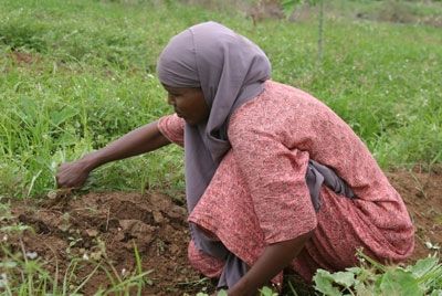 Сомалийские фермеры бегут от налогов