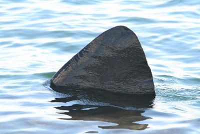 Акульи плавники в Калифорнии под запретом
