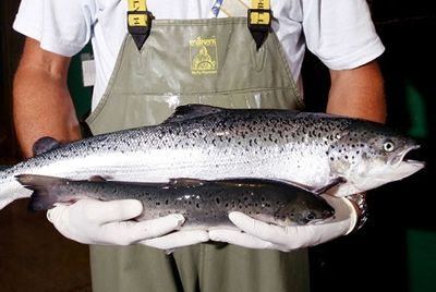 Обама поддержал разработку генетически модифицированного лосося