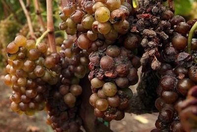 Калифорнийские виноградники страдают от дождей