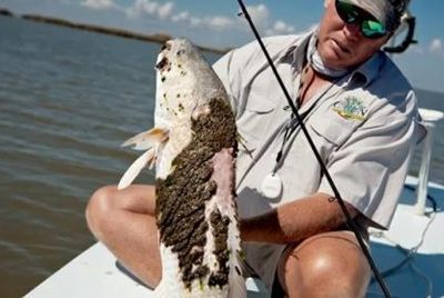 Рыба из Мексиканского залива опасна