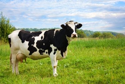Генетически модифицированные коровы будут давать безопасное молоко
