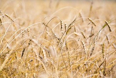 Пшеница – запретный продукт для 1% населения Земли