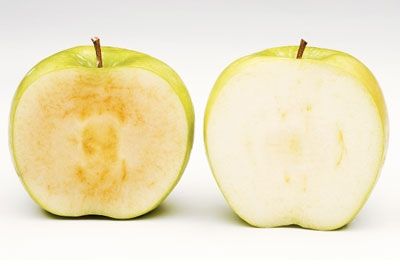 ГМО яблочки: за или против?