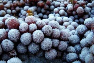 Канадское ледяное вино под угрозой исчезновения