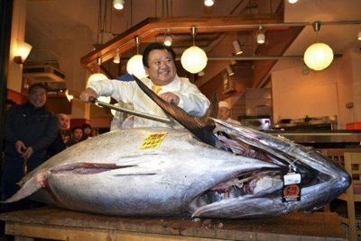 400 кг тунец, которого помайл новозеландец был продан в Японию