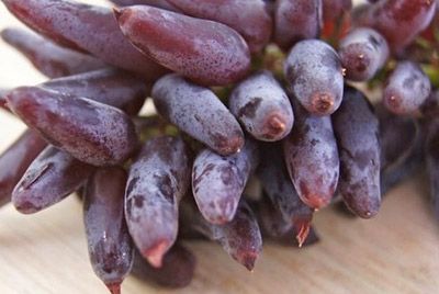 Калифорнийские ученые создали новый сорт винограда