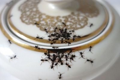 Реалистичная посуда с муравьями