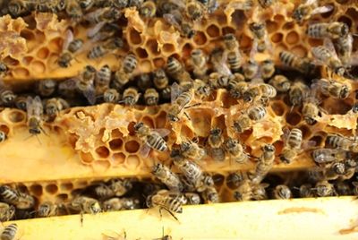 Обама начал кампанию по спасению медоносных пчел