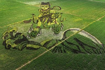 Китайские фермеры превращают рисовые поля в произведения искусства