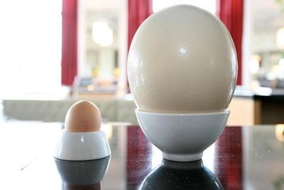 Лондонский ресторан предлагает своим клиентам жареные страусиные яйца