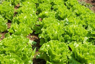 В Японии роботы будут выращивать салат