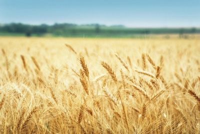 В России собран рекордный урожай пшеницы