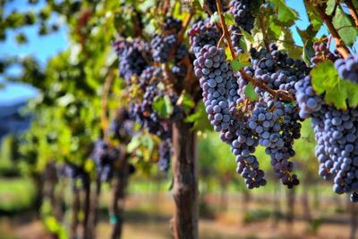 В России появился реестр виноградников