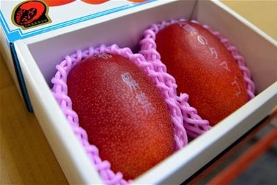  В Японии килограмм манго продан за 3700 долларов