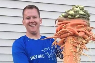 Американец вырастил гигантскую морковь весом более 10 кг