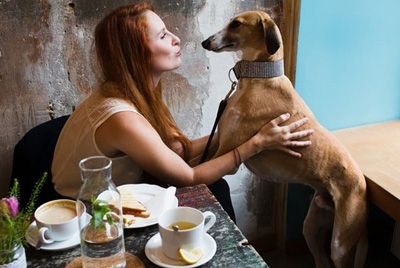 В Нью-Йорке открылось кафе для владельцев собак