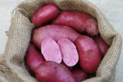 В Германии появился «черничный» картофель