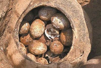Китайские археологи обнаружили куриные яйца возрастом около 2500 лет