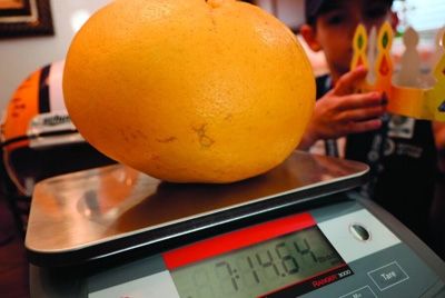 В США вырастили грейпфрут размером с баскетбольный мяч