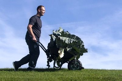 В Англии прошел конкурс гигантских овощей