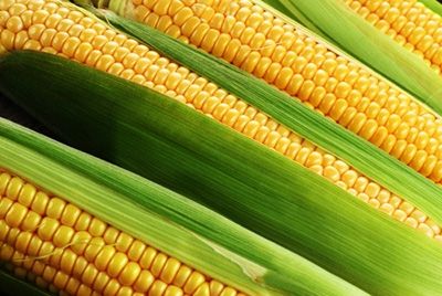 Трава и стебли кукурузы могут стать основой упаковки для овощей и фруктов