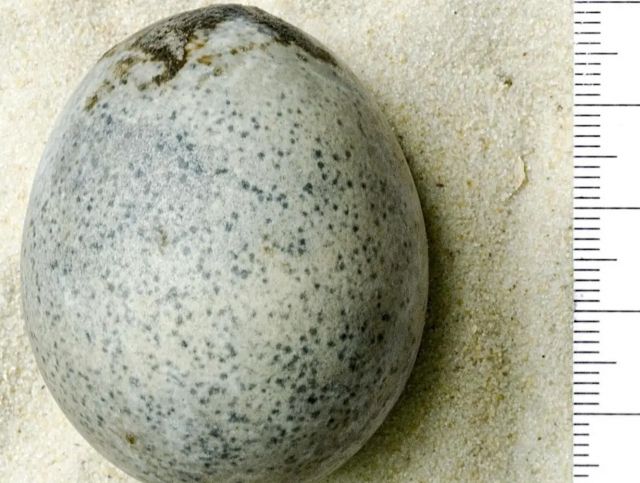 В Великобритании обнаружили яйца возрастом 1700 лет
