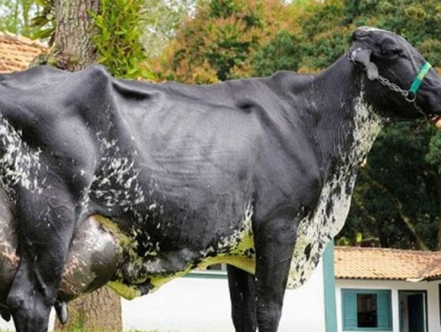 Бразильская корова побила мировой рекорд по надоям молока