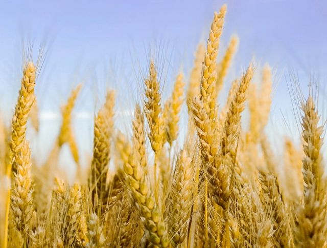 Российские ученые вывели сорт противовирусной пшеницы
