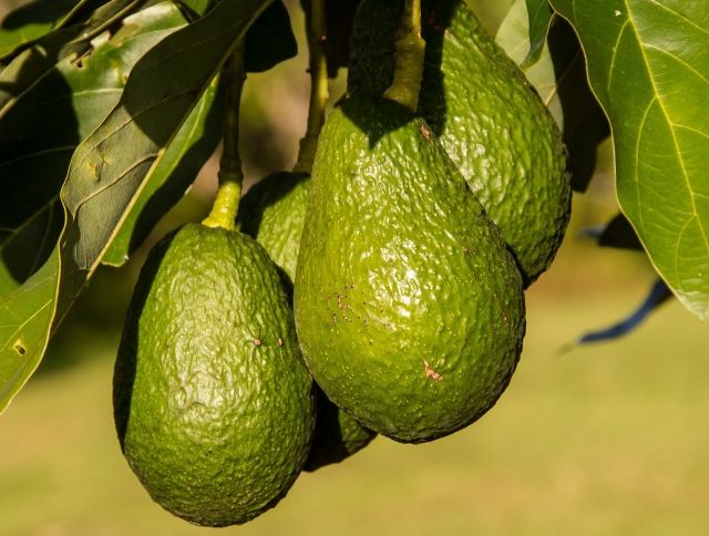 Австралийские ученые нашли способ сохранить авокадо для будущих поколений