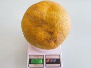 На индийской ферме вырос гигантский апельсин