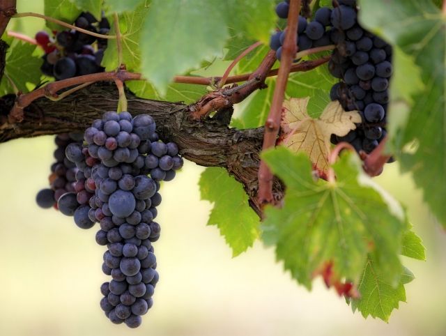 В Бордо одобрили шесть новых сортов винограда для производства вина в условиях изменения климата