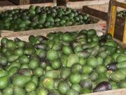 Пандемия коронавируса привела к росту спроса на авокадо