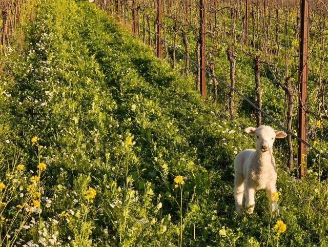 Овечки в Калифорнии пропалывают виноградники