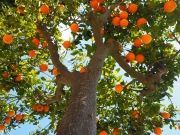 В Испанском городе из апельсинов получают электричество