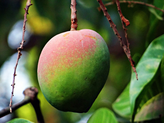 Садоводам удалось вырастить на одном дереве 121 сорт манго