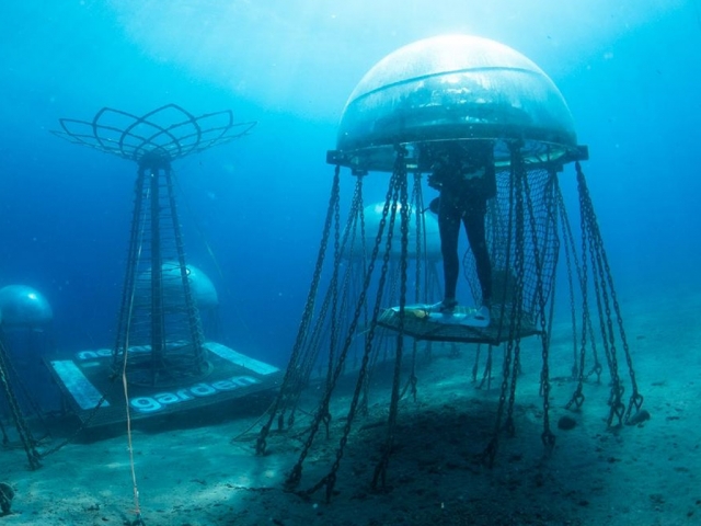 Итальянские ученые занимаются подводным садоводством