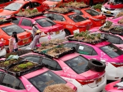 Безработные таксисты выращивают овощи на крышах автомобилей