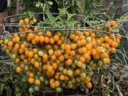 Британец вырастил 839 помидоров на одном растении