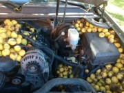 Белка устроила тайник с запасами грецкого ореха внутри автомобиля